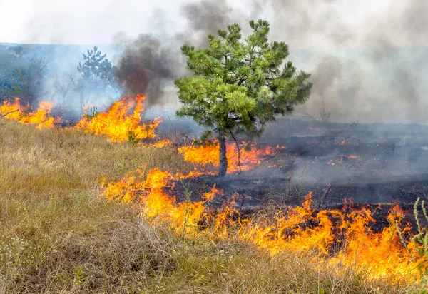 depositphotos_48123941-stock-photo-severe-drought-forest-fires-in.webp